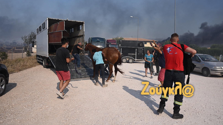 Δραματική επιχείρηση διάσωσης εγκλωβισμένων αλόγων από τη φωτιά στην Ανάβυσσο