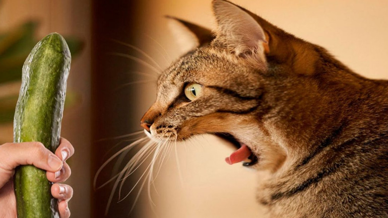Γιατί οι γάτες φοβούνται τα αγγούρια;