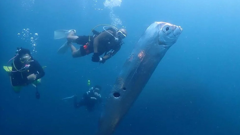 Γιατί κάποιοι στην Ταϊβάν πιστεύουν ότι αυτό το ψάρι είναι κακός οιωνός