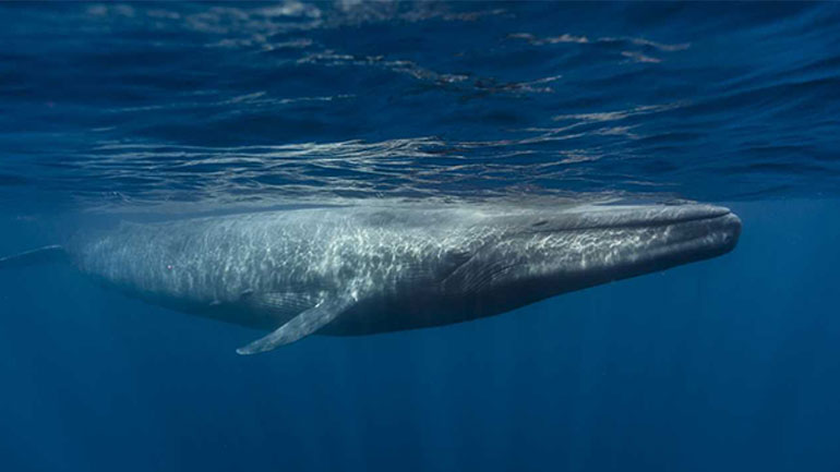 Ντοκιμαντέρ για την επιστροφή των μπλε φαλαινών