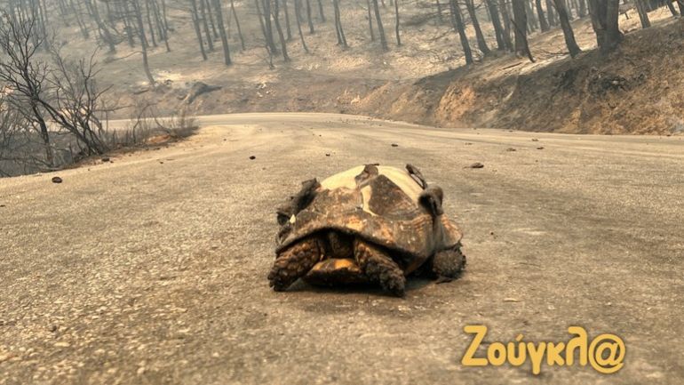 Οδοιπορικό της «Ζούγκλας» στην επαρχιακή οδό Οινόης – Μαγούλας