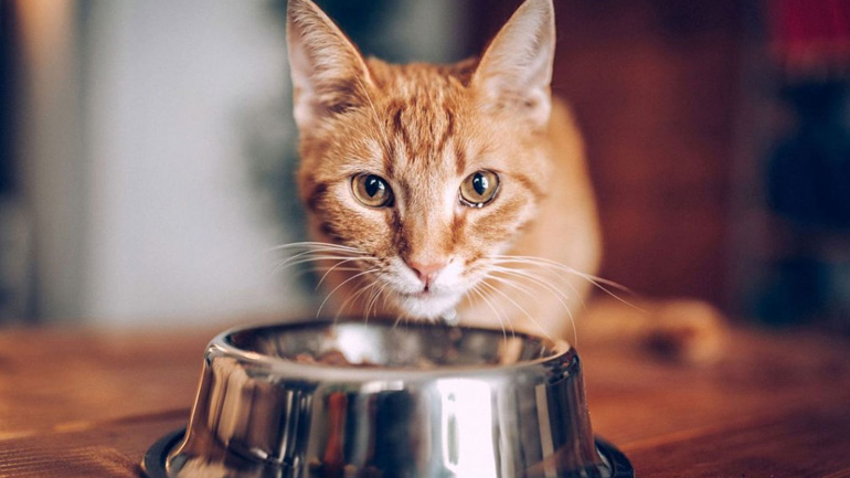 Πώς να υπολογίσετε πόσο πρέπει να τρώει η γάτα σας
