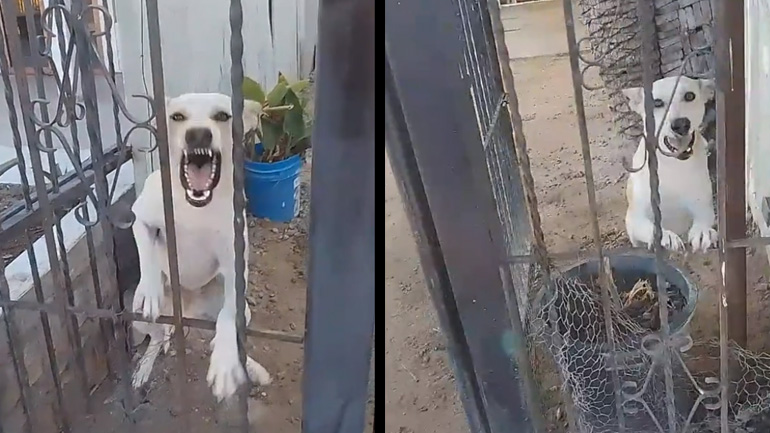 Ένας άγριος σκύλος στα κάγκελα