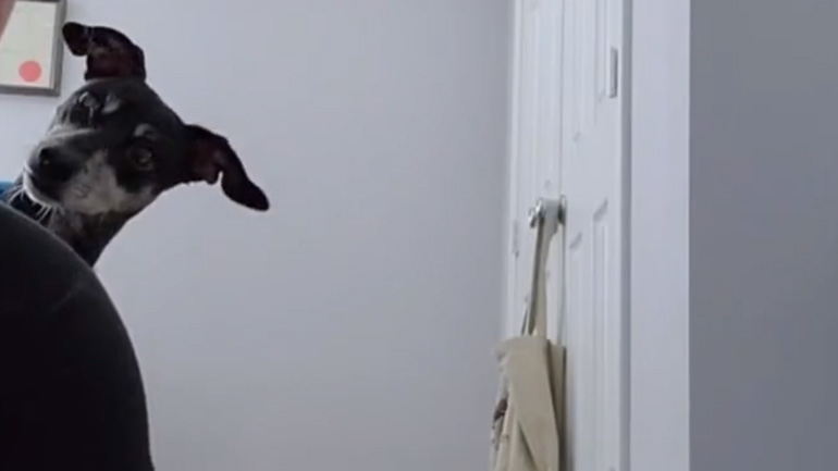 Σκύλος ακούει τις αγαπημένες του λέξεις