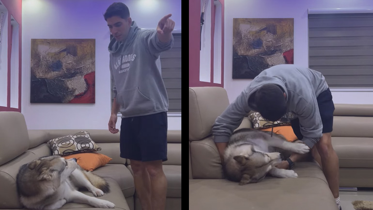 Xάσκι δεν θέλει να κατέβει από τον καναπέ