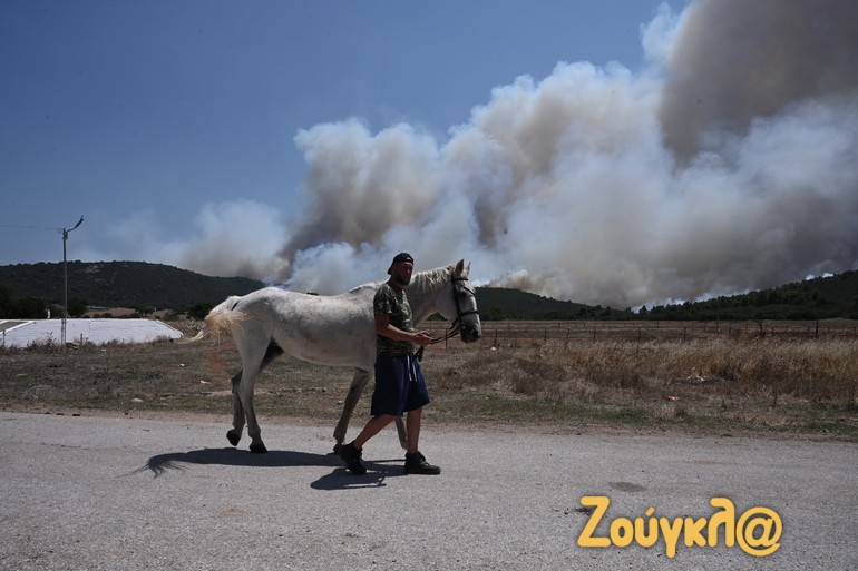 Εκκένωση φάρμας στο Πουρνάρι