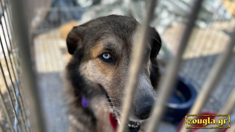 Αυτοψία του zougla.gr στο ΑΣΤΗΡ ΛΑΤΩ: Τι ανάγκες υπάρχουν και πώς μπορείτε να βοηθήσετε τα πυρόπληκτα ζώα