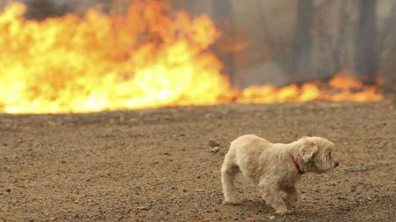 Πώς να παράσχετε πρώτες βοήθειες στα ζώα που έχουν πληγεί από τις φωτιές