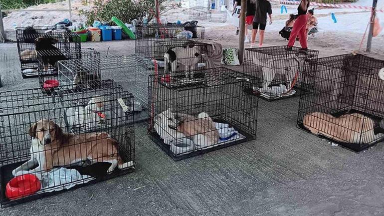 ΑΣΤΗΡ ΛΑΤΩ: Έχουν μεταφερθεί 428 σκύλοι και γάτες 