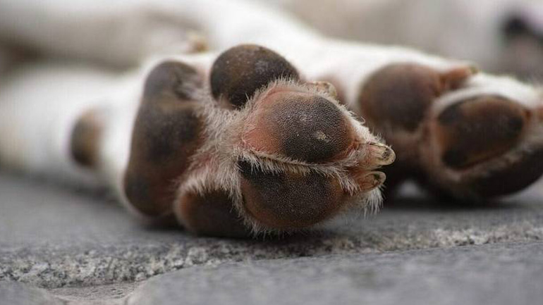 Φρίκη στην Πάτρα: Πέταξε κουτάβι σε κάδο απορριμμάτων – Αναζητείται από την Αστυνομία