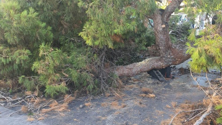 Σέρρες: Νεκρός 42χρονος υλοτόμος στο Καστανοχώρι – Τον καταπλάκωσε δέντρο