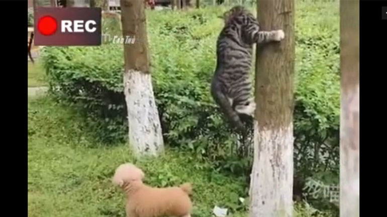 Κινούμενα σχέδια στην πραγματική ζωή