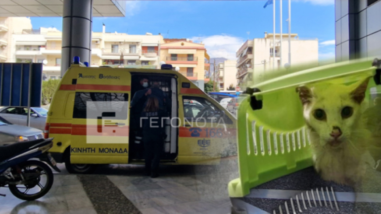 Βόλος: Ξεψύχησε δίπλα στο άψυχο σώμα της γυναίκας του, με μόνη συντροφιά τη γάτα τους