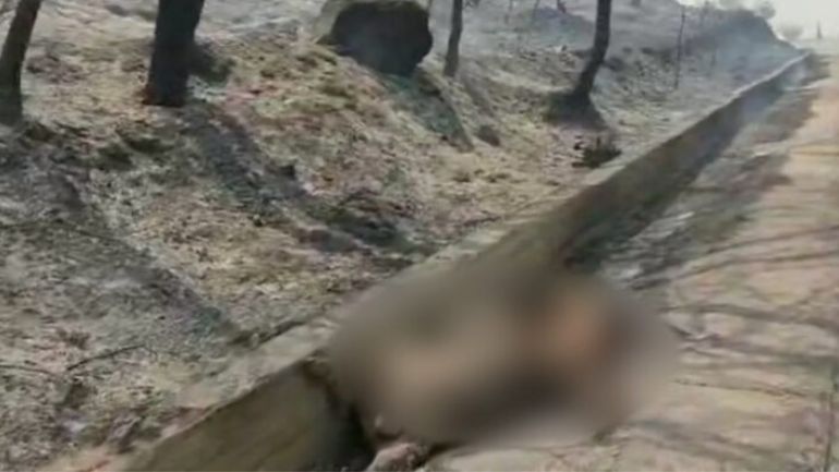 Σπαρακτικά πλάνα με νεκρά ελάφια από τη φωτιά στη Ρόδο – Άνηκαν σε προστατευόμενο είδος
