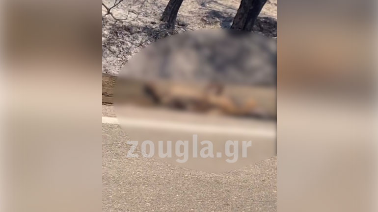 Σοκάρει βίντεο με νεκρά ελάφια από τη φωτιά στη Ρόδο