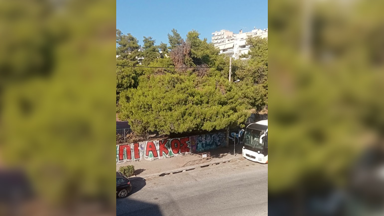 Εγκυμονούν κινδύνους τα ακλάδευτα πεύκα στον περίβολο του Γυμνασίου Δάφνης -Υμηττού