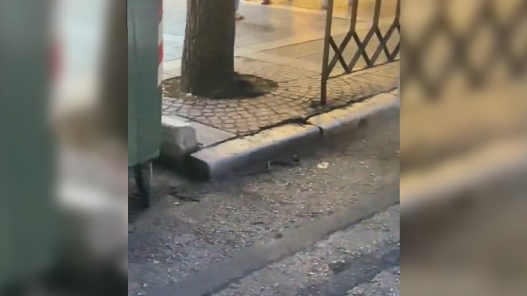 Φίδι κάνει βόλτες στο κέντρο της Θεσσαλονίκης