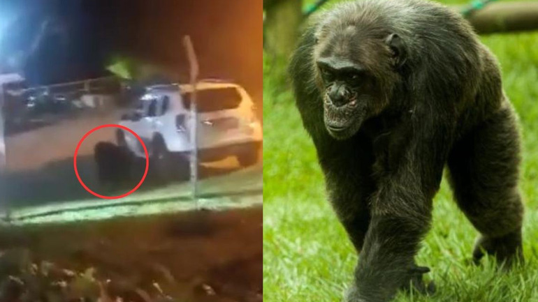 Κολομβία: Νεκροί από αστυνομικά πυρά δύο χιμπαντζήδες που δραπέτευσαν από ζωολογικό κήπο