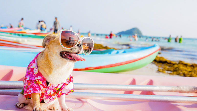 Σκύλος: Στη θάλασσα με τον τετράποδο φίλο μας – Τι πρέπει να προσέχουμε