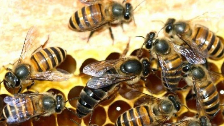 Το «τραγούδι της Βασίλισσας»