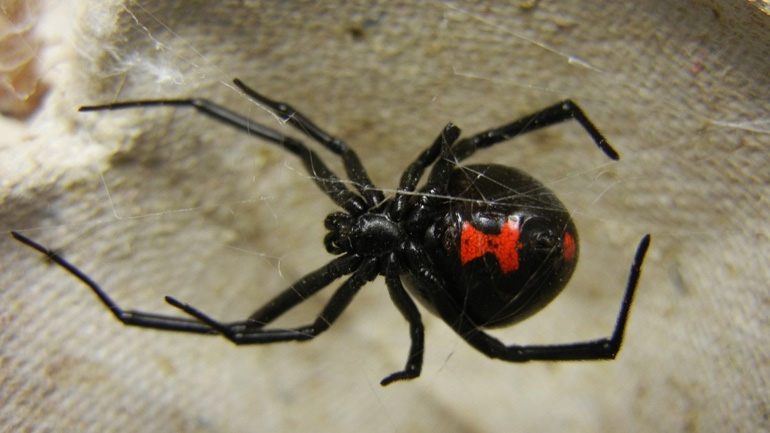 Συναγερμός στα Τρίκαλα για τη «μαύρη χήρα»