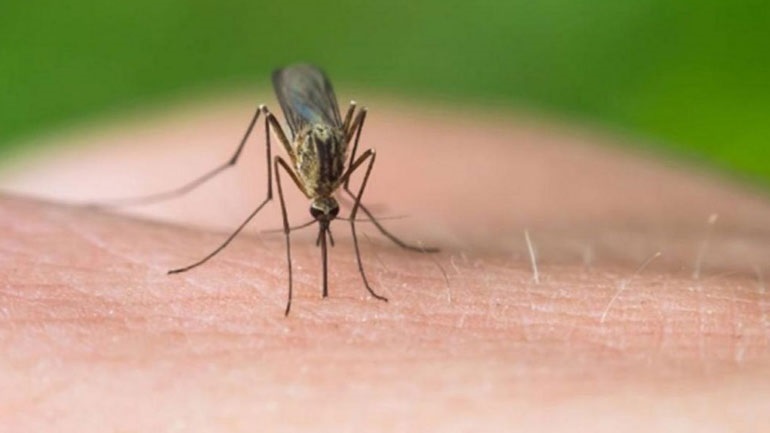Τρία, συνολικά, τα κρούσματα λοίμωξης από τον ιό του Δυτικού Νείλου στην Ελλάδα