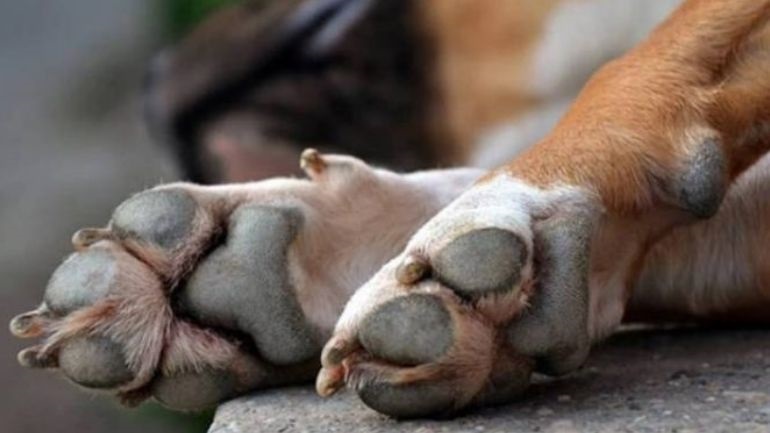 Σέρρες: Σκότωσαν με φόλα τον σκύλο του δημάρχου Σιντικής – Επικήρυξε τους δράστες με 2.000 ευρώ