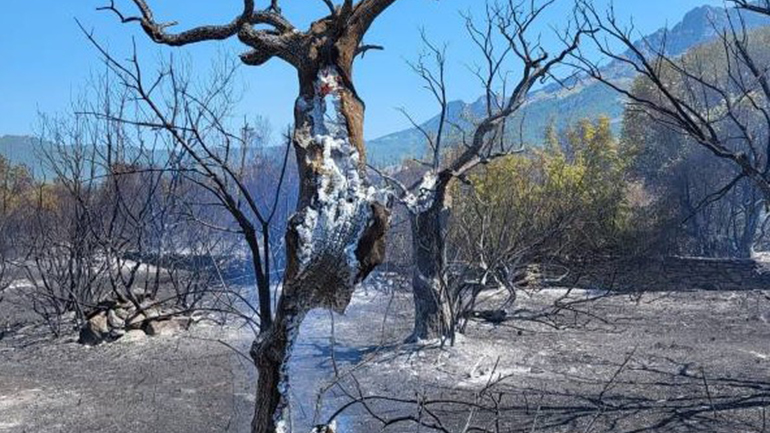Υπό πλήρη έλεγχο η φωτιά που ξέσπασε στη Θάσο Υπό πλήρη έλεγχο η φωτιά που ξέσπασε στη Θάσο