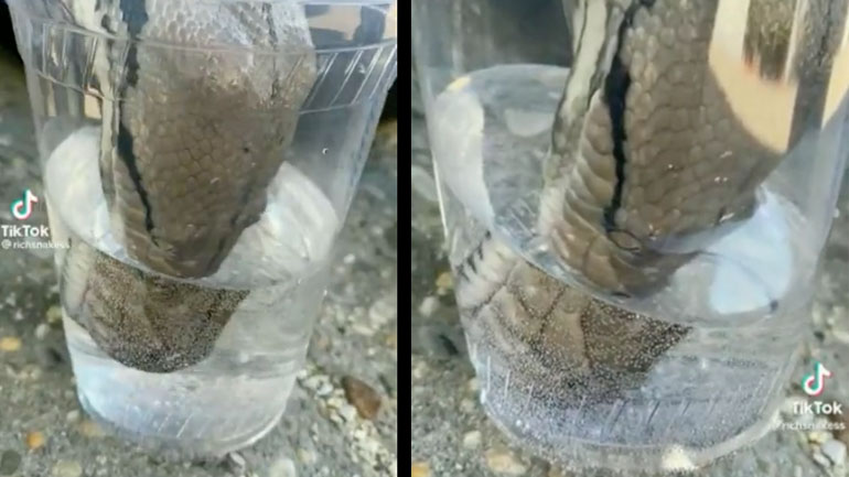 Φίδι πίνει νερό από ένα ποτήρι