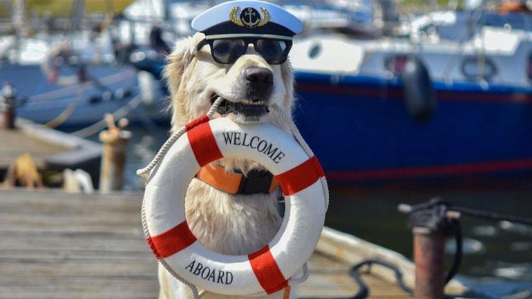 Ταξίδι με τον σκύλο με πλοίο