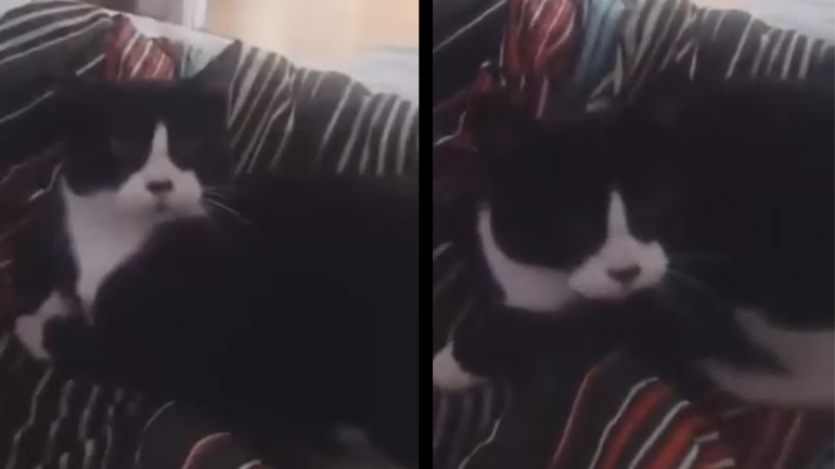 Η γάτα που γαβγίζει