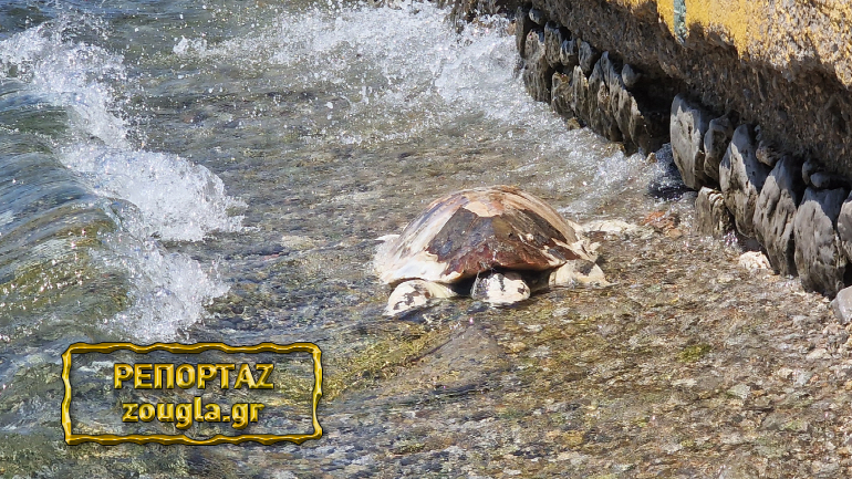 Νεκρή χελώνα στην παραλία Ελευσίνας Νεκρή χελώνα στην παραλία Ελευσίνας