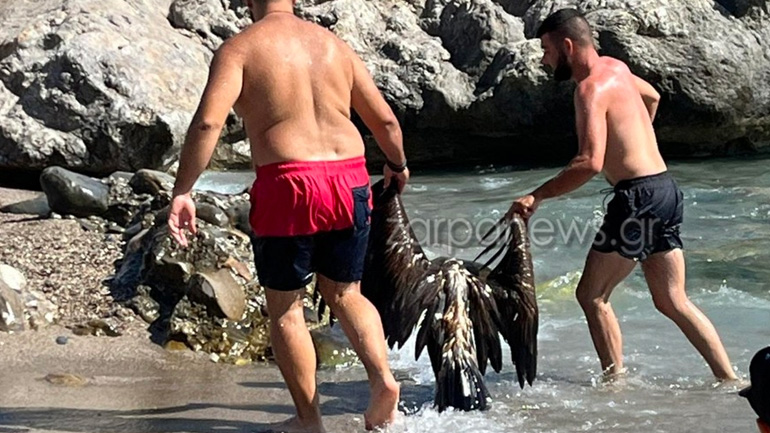 Χανιά: Νεκρός γυπαετός βρέθηκε στη θάλασσα – Τον ανέσυραν κολυμβητές