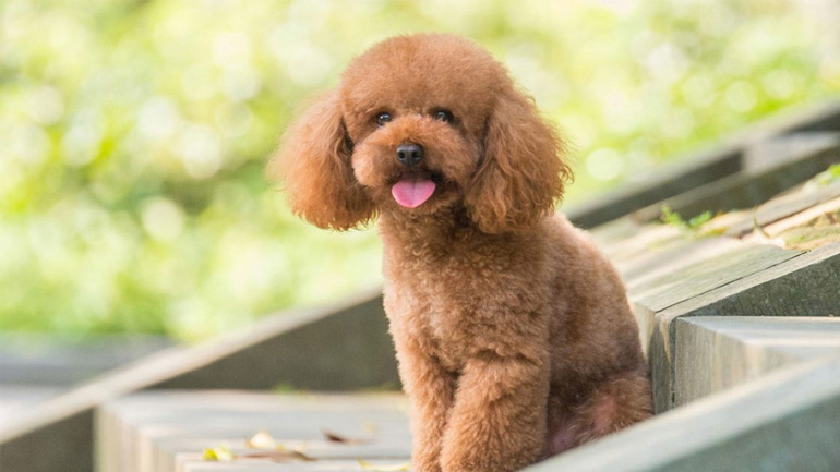 Σκύλος: Ποια ράτσα να επιλέξετε εάν υποφέρετε από αλλεργίες