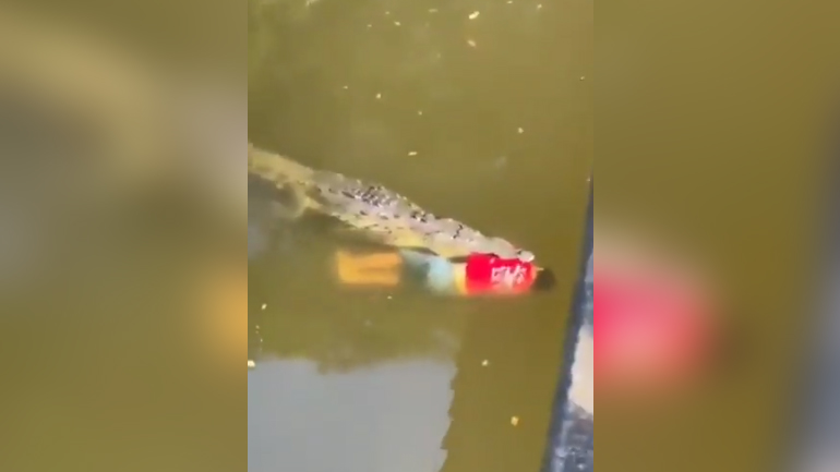 Κροκόδειλος κατασπάραξε ποδοσφαιριστή στην Κόστα Ρίκα – Σκληρές εικόνες