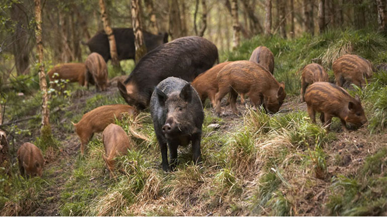 Θεσπρωτία: “Επιδρομές” από αγριογούρουνα σε χωριά – Ανησυχία για μεταδοτικές ασθένειες