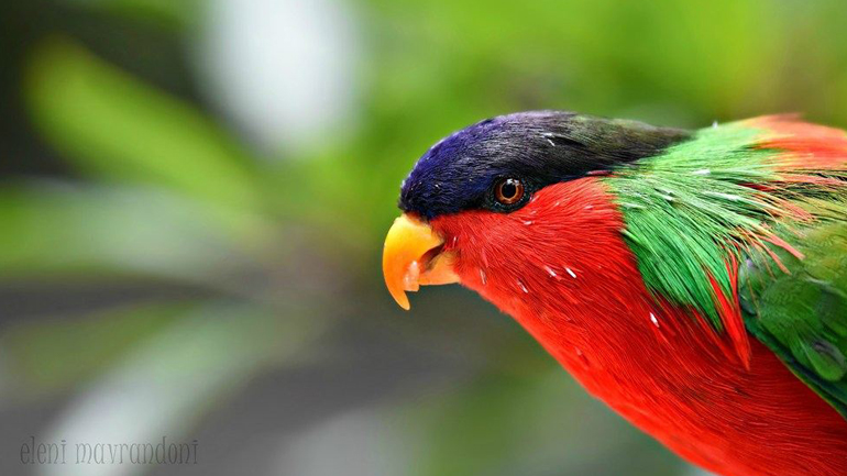 Ελλάδα/Φύση