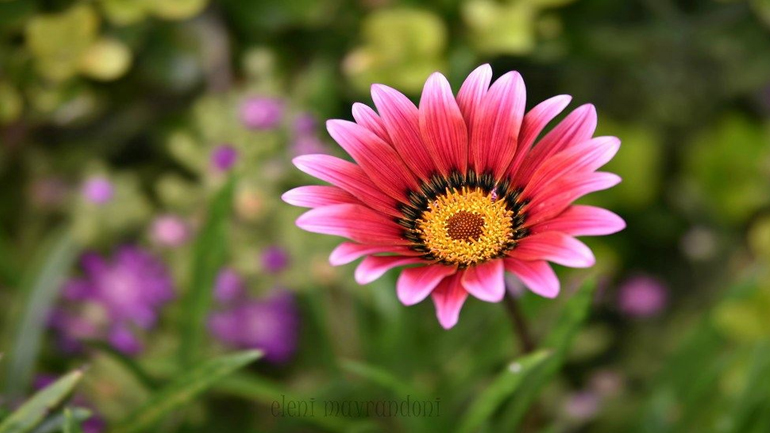 Ελλάδα –  Φύση/Λουλούδια