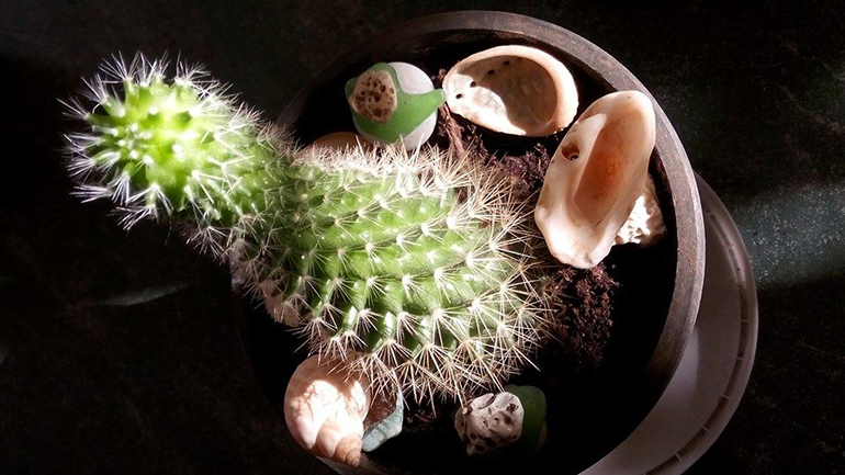 Φύση / λουλούδια