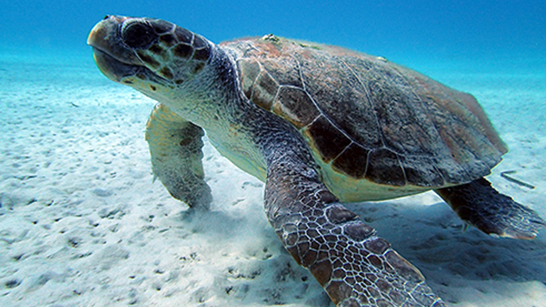 Μήλος, πάνω και κάτω από το νερό