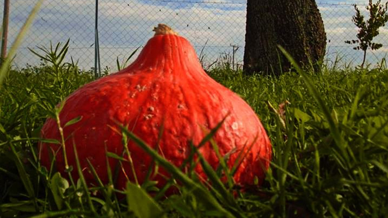 Photo Book Summer 2017