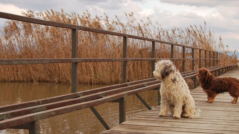 Αμβρακικός Κόλπος