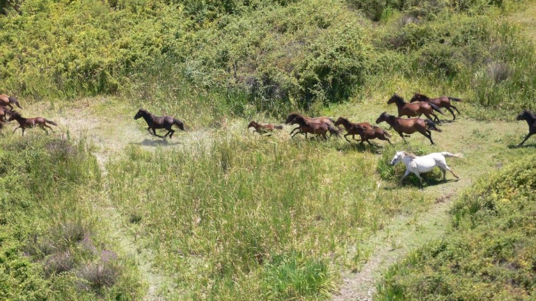 ΑΓΡΙΑ ΑΛΟΓΑ