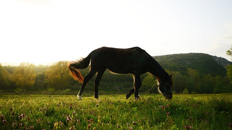 πανίδα εν τη χλωρίδα (Ελλάδα – Φύση / Τοπία )