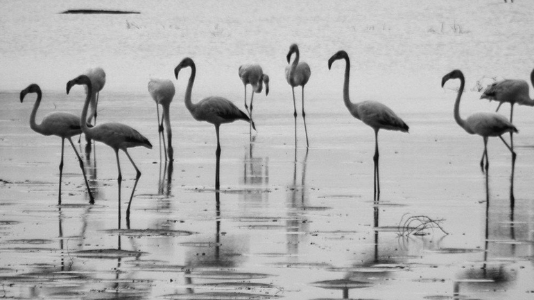 Η άγρια φύση δίπλα μας