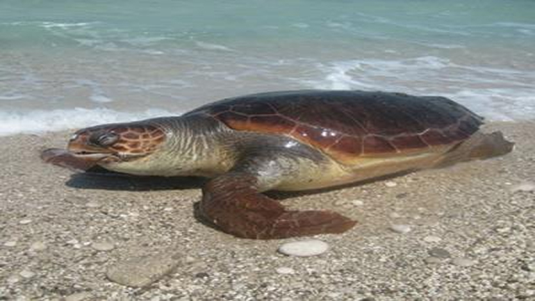 Νεκρή εντοπίστηκε χελώνα καρέττα-καρέττα στη Μάνη