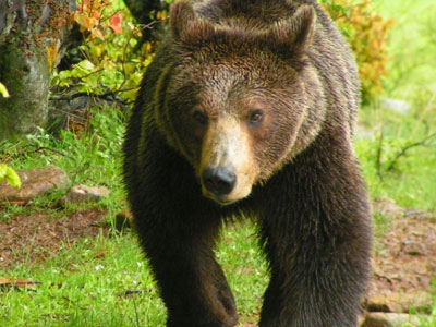 «Ο Αρκτούρος» επέστρεψε τη δωρεά της Χρυσής Αυγής