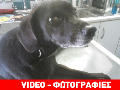 Ασυνείδητοι πυροβόλησαν σκυλί στη σπονδυλική στήλη