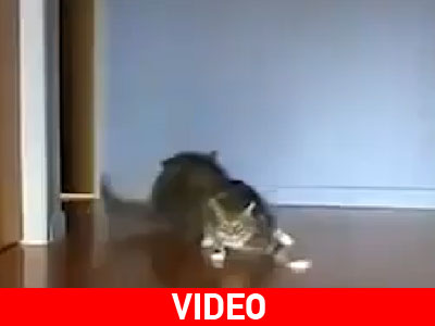 Fast and furious Fast and furious