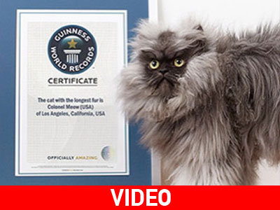 Ρεκόρ Γκίνες για τον πιο μαλλιαρό γάτο στον κόσμο!